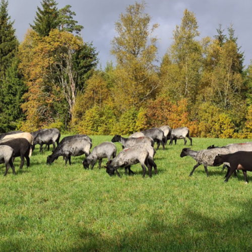 Qvarnlammens Gårdsbutik